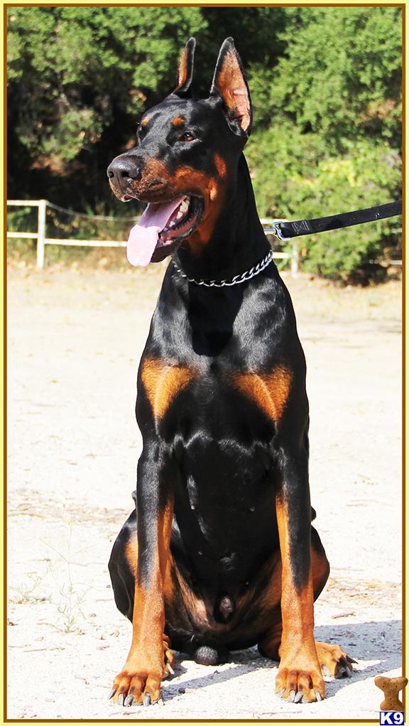 doberman puppies for sale in california document moved doberman puppies for sale in california document moved