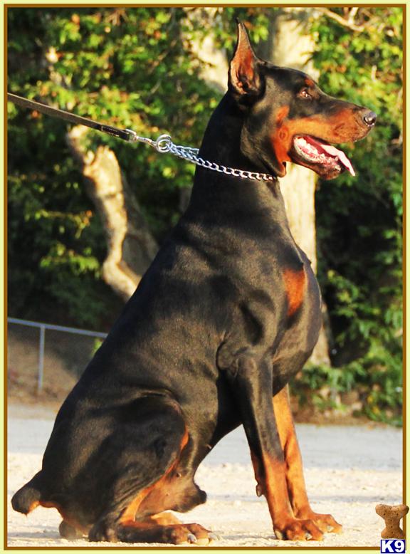Stud Dogs - Doberman Pinscher