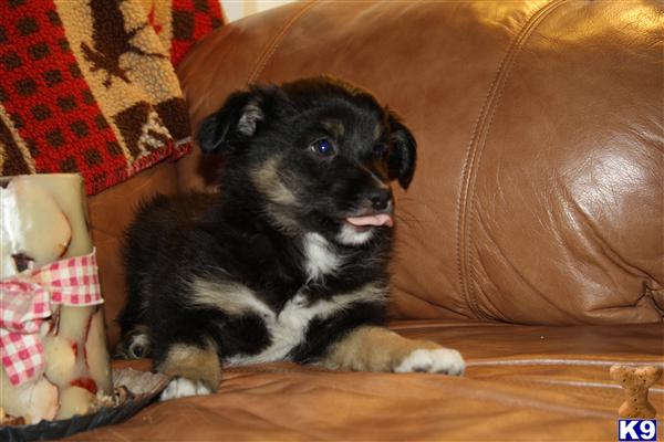 Puppies in MA