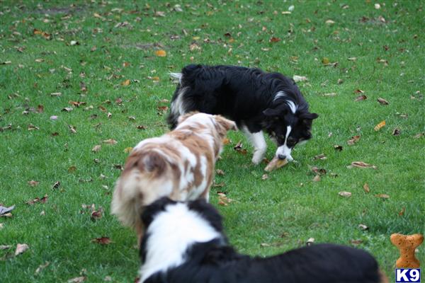 Dogs - Miniature Australian Shepherd