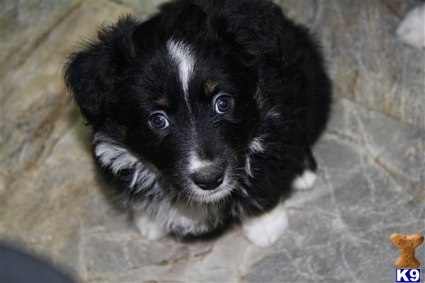 australian shepherd puppies for sale in michigan australian shepherd lab mix puppies for sale in michigan breeds picture australian shepherd puppies for sale in michigan australian shepherd lab mix puppies for sale in michigan breeds picture