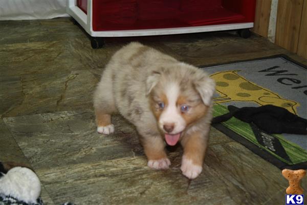 Puppies in MA