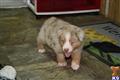 Miniature Australian Shepherd