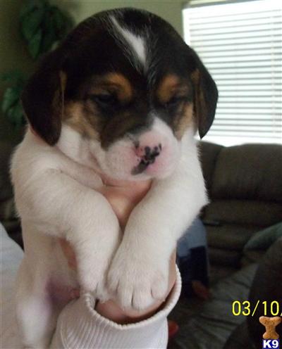 Beagle Puppies for Sale
