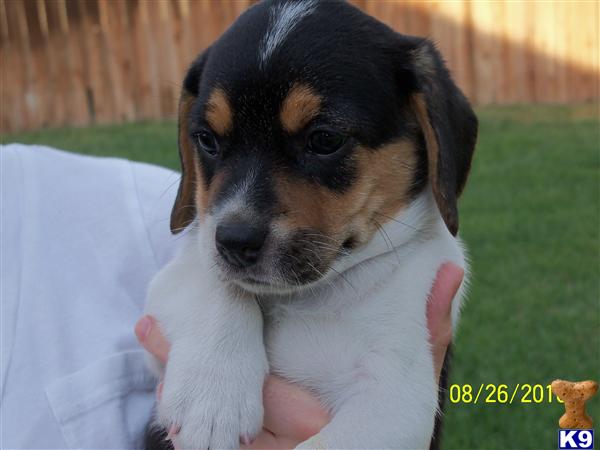 Beagle Puppies for Sale