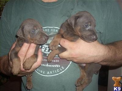 Doberman Pinscher Puppies in FL