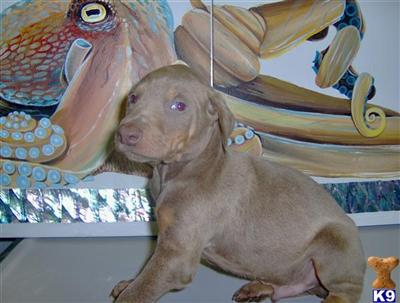 Doberman Pinscher Puppies in FL