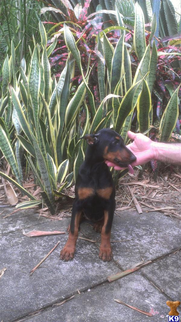 puppies for sale ta fl document moved puppies for sale ta fl document moved