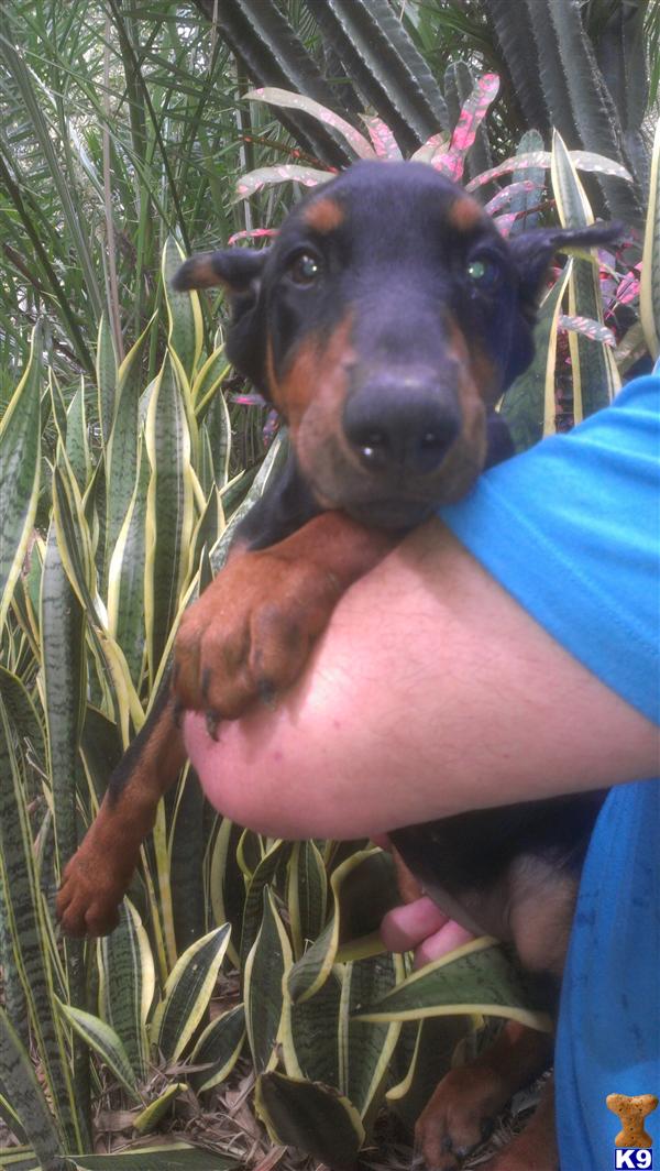 doberman puppies for sale in ta doberman pinscher puppy for sale akc doberman puppies 5 years doberman puppies for sale in ta doberman pinscher puppy for sale akc doberman puppies 5 years