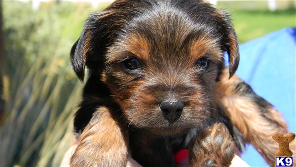 Puppies in ID