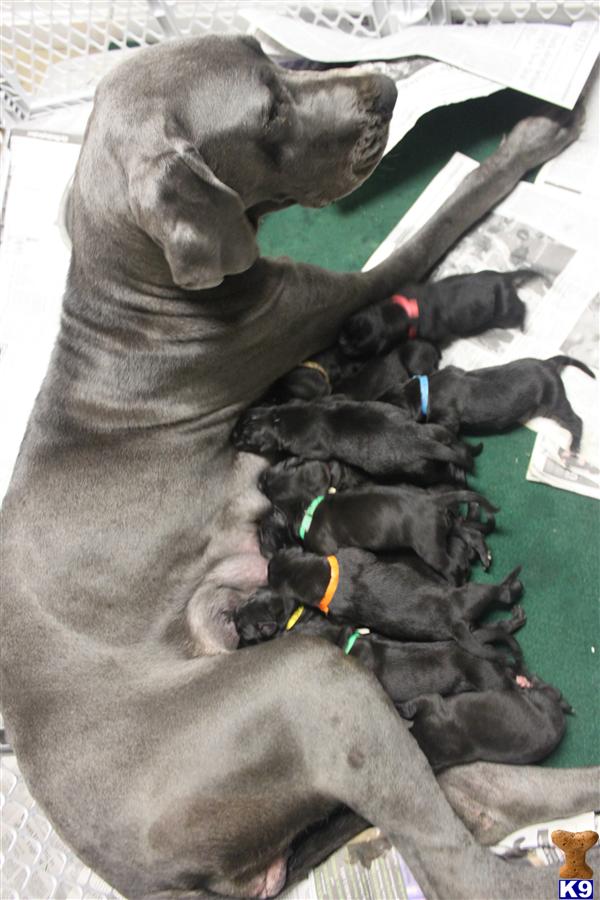 Puppies in MD