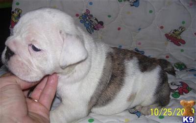 Puppies in WA