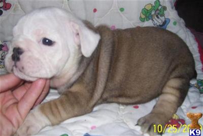 Puppies in WA