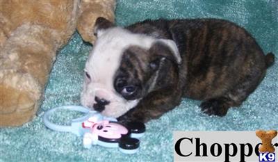 Puppies in WA