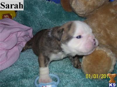 Puppies in WA