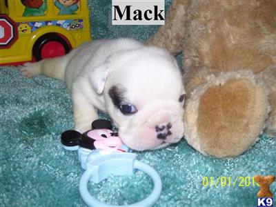 Bulldog Puppies for Sale