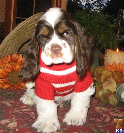 American Cocker Spaniel Puppies for Sale
