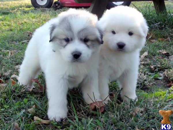 Great Pyrenees Puppies