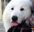 Great Pyrenees