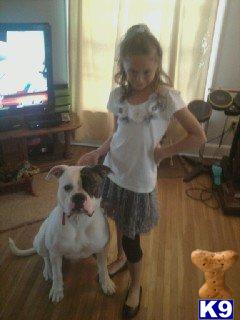 Stud Dogs in OH