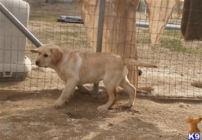Puppies in Nuevo
