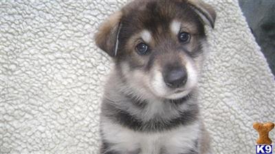 Wolf Dog Puppies for Sale