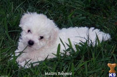 Bolognese Puppies for Sale