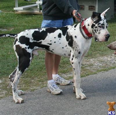 Stud Dogs - Great Dane