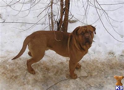 Stud Dogs - Dogue De Bordeaux