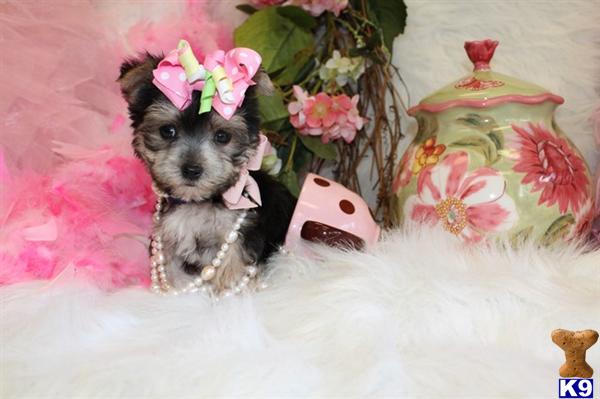 pug breeders illinois pug puppies for sale in chicago illinois breeds picture pug breeders illinois pug puppies for sale in chicago illinois breeds picture