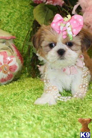 teacup shih tzu puppies for sale in dallas mini shih tzu puppies for sale in missouri teacup shih tzu puppies for sale in dallas mini shih tzu puppies for sale in missouri