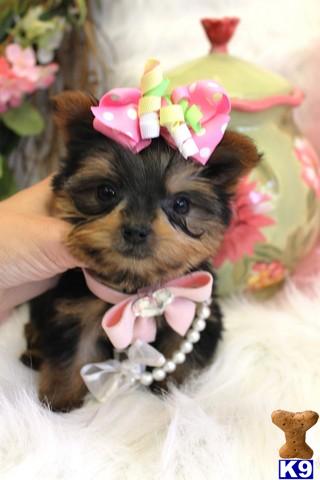 Yorkshire Terrier Puppies in FL