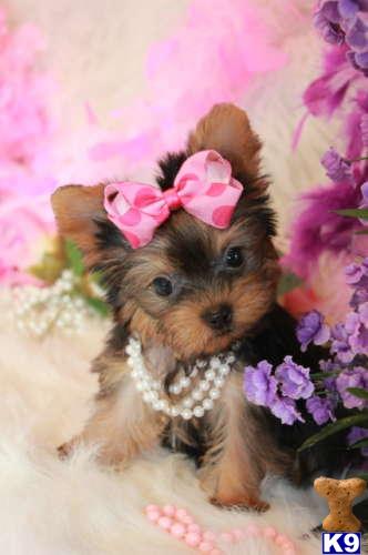 yorkie rescue mississippi yorkies show breeders breeds picture yorkie rescue mississippi yorkies show breeders breeds picture