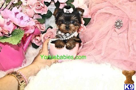 Yorkshire Terrier Puppies in FL