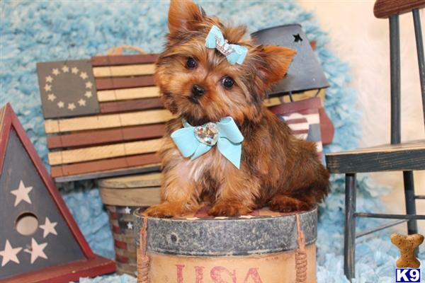 Yorkshire Terrier Puppies in FL