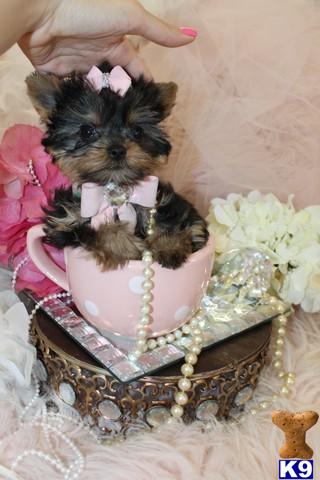 Yorkshire Terrier Puppies in FL