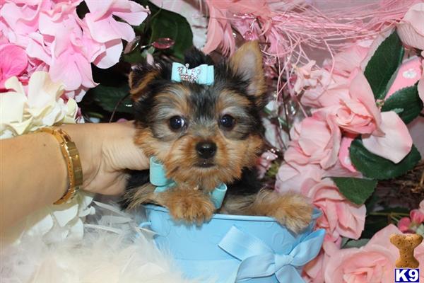 Yorkshire Terrier Puppies in FL