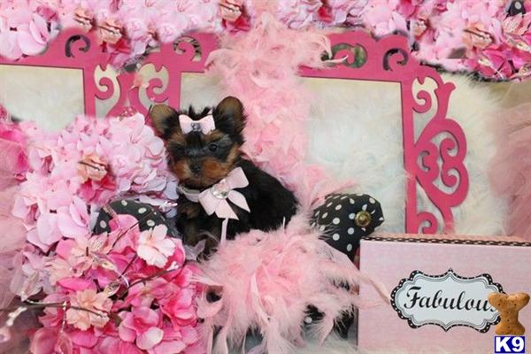 Yorkshire Terrier Puppies in FL