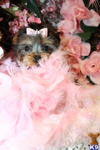 Yorkshire Terrier Puppies in FL