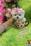 Maltese