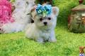 Maltese