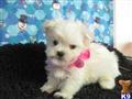 Maltese
