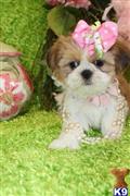 Shih Tzu