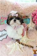Shih Tzu