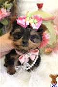 Yorkshire Terrier