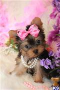 Yorkshire Terrier