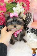 Yorkshire Terrier