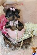 Yorkshire Terrier