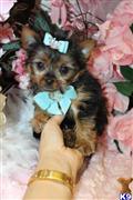 Yorkshire Terrier