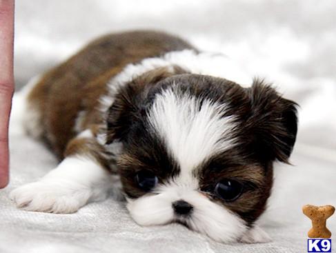Toy+shih+tzu+puppies+for+sale+uk